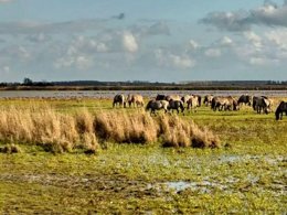 Camping Pas Cher vous présente avec son site Officiel campingpascher.fr, le Camping Siblu Lauwersoog classé 4 étoiles, situé sur la commune de Lauwersoog dans le département Het Hogeland (Groningue) au Pays-bas. Le camping Siblu Lauwersoog, vous présente un hébergement de type chalet pour 6 personnes. Le camping Siblu Lauwersoog vous propose du mardi 07 avril au mardi 14 avril 2026 pour 7 nuits à 471€. Cette location propose 101 dates différentes pour réserver votre séjour. Découvrez également les 8 autres gammes d'hébergements du camping. Les Avis clients pour le Camping Siblu Lauwersoog sont excellents avec une note moyenne de 9 sur 10. Lac, Animations familiales, Club ados, Club enfants, Aire de jeux enfants, Ping-pong, Piscine, Pétanque, Salle de jeux vidéo, Bar, Plats à emporter, Restaurant, Supermarché,... En savoir plus : cliquez-ICI.
