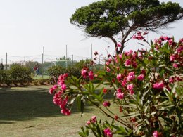 Camping Pas Cher vous présente avec son site Officiel campingpascher.fr, le Camping S'Ena Arrubia classé 3 étoiles, situé sur la commune de Arborea dans le département Oristano (Sardaigne) en Italie. Le camping S'Ena Arrubia, vous présente un hébergement de type mobil-home. Le camping S'Ena Arrubia vous proposeun séjour PAS CHER avec une REMISEdu sam. 12 septembre au sam. 19 septembre 2026, en promotion à -42% pour 7 nuits à 260 € au lieu de 455,0 € soit une Économie de 195 €. Cette location propose 16 dates différentes pour réserver votre séjour. Découvrez également les 1 autres gammes d'hébergements du camping. Mer, Piscine extérieure, Animations familiales, Centre équestre, Terrain de beach-volley, Bar, Restaurant,... En savoir plus : cliquez-ICI.