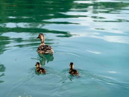 Camping Pas Cher vous présente avec son site Officiel campingpascher.fr, le Camping Parc De Launay, situé sur la commune de Souvigne dans le département Indre-et-loire (Centre Val De Loire) en France. Le camping Parc De Launay, vous présente un hébergement de type tente pour 2 personnes. Le camping Parc De Launay vous propose du vendredi 10 avril au vendredi 17 avril 2026 pour 7 nuits à 154€. Cette location propose 185 dates différentes pour réserver votre séjour. Découvrez également les 8 autres gammes d'hébergements du camping. Les Avis clients pour le Camping Parc De Launay sont excellents avec une note moyenne de 9 sur 10. Aire de jeux enfants, Canoë-kayak, Cyclisme, Randonnée, Sports nautiques,... En savoir plus : cliquez-ICI.