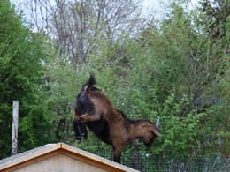 Camping Pas Cher vous présente avec son site Officiel campingpascher.fr, le Camping Ushuaïa Villages - Les Pommiers Pays D'Auge classé 3 étoiles, situé sur la commune de Saint Sylvestre De Cormeilles dans le département Eure (Haute Normandie) en France. Le camping Ushuaïa Villages - Les Pommiers Pays D'Auge, vous présente un hébergement de type mobil-home de 32 m² pour 6 personnes. Le camping Ushuaïa Villages - Les Pommiers Pays D'Auge vous propose du sam. 12 septembre au sam. 19 septembre 2026 pour 7 nuits à 329€. Cette location propose 150 dates différentes pour réserver votre séjour. Découvrez également les 11 autres gammes d'hébergements du camping. Les Avis clients pour le Camping Ushuaïa Villages - Les Pommiers Pays D'Auge sont excellents avec une note moyenne de 8 sur 10. Piscine chauffée, Piscine couverte, Animation enfants, Aire de jeux enfants, Baby-foot, Parcours sportif, Pétanque, Randonnée, Structure gonflable enfants, Trampoline, Dépôt de pain, Snack/Bar,... En savoir plus : cliquez-ICI.