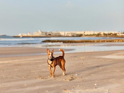Cliquez pour découvrir toutes les photos de l'ÉTABLISSEMENT ! camping TAIGA Puerto Santa Maria photo 13