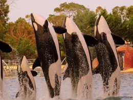 Camping Pas Cher vous présente avec son site Officiel campingpascher.fr, le Village vacances FranceComfort Residence De Salernes, situé sur la commune de Salernes dans le département Var (Provence Alpes Côte D'azur) en France. Le village vacances FranceComfort Residence De Salernes, vous présente un hébergement de type maison de 55 m² avec climatisation et télévision. Le village vacances FranceComfort Residence De Salernes vous propose du sam. 24 octobre au sam. 31 octobre 2026, en promotion à -9% pour 7 nuits à 515,97 € au lieu de 573,3 € soit une Économie de 57,33 €. Cette location propose 20 dates différentes pour réserver votre séjour. Découvrez également les 5 autres gammes d'hébergements du village vacances. Escalade, Jet-ski, Plongée, Surf,... En savoir plus : cliquez-ICI.