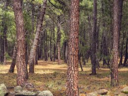 Camping Pas Cher vous présente avec son site Officiel campingpascher.fr, le Camping Sierra De Javalambre classé 3 étoiles, situé sur la commune de Manzanera dans le département Teruel (Aragon) en Espagne. Le camping Sierra De Javalambre, vous présente un hébergement de type bungalow. Le camping Sierra De Javalambre vous propose du dimanche 14 décembre au dimanche 21 décembre 2025 pour 7 nuits à 805€. Cette location propose 12 dates différentes pour réserver votre séjour. Découvrez également les 14 autres gammes d'hébergements du camping. Aire de jeux enfants, Terrain multisports, Snack/Bar,... En savoir plus : cliquez-ICI.