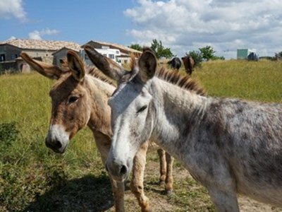 Cliquez pour découvrir toutes les photos de l'ÉTABLISSEMENT ! camping Domaine De Chadeyron - Et Gîtes photo 26