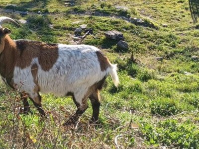 Cliquez pour découvrir toutes les photos de l'ÉTABLISSEMENT ! camping Domaine De Chadeyron - Et Gîtes photo 28