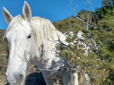 Cliquez pour découvrir toutes les photos de l'ÉTABLISSEMENT ! camping Domaine De Chadeyron - Et Gîtes photo 29