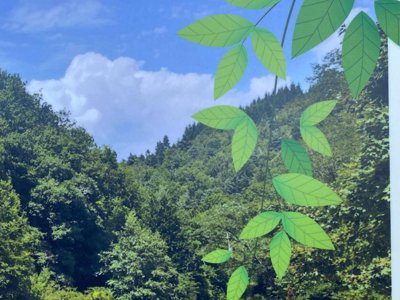 Cliquez pour découvrir toutes les photos de l'ÉTABLISSEMENT ! camping Des Deux Séquoias photo 15