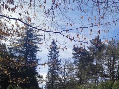 camping Les Sapins De Corrèze photo 5