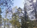 camping Les Sapins De Corrèze photo 3