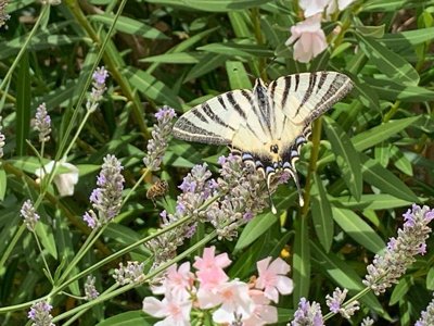 Cliquez pour découvrir toutes les photos de l'ÉTABLISSEMENT ! camping Le Mas D'Ayen photo 7