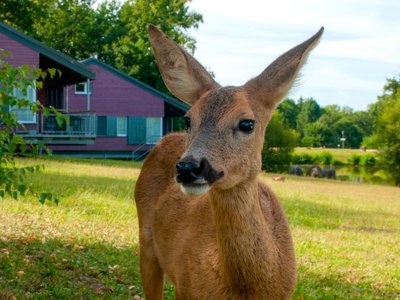 Cliquez pour découvrir toutes les photos de l'ÉTABLISSEMENT ! résidence Goélia Le Domaine Des Nouailles photo 26