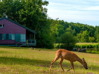 Cliquez pour découvrir toutes les photos de l'ÉTABLISSEMENT ! résidence Goélia Le Domaine Des Nouailles photo 27