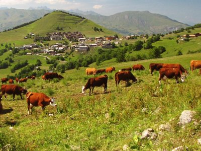 Cliquez pour découvrir toutes les photos de l'ÉTABLISSEMENT ! résidence Goélia Les Chalets Des Pistes photo 10
