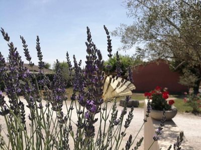 Cliquez pour découvrir toutes les photos de l'ÉTABLISSEMENT ! camping Domaine Des Garrigues photo 12