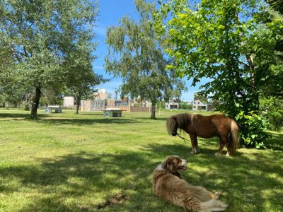 Cliquez pour découvrir toutes les photos de l'ÉTABLISSEMENT ! camping L'Offrerie - Dordogne - Périgord Noir photo 14