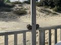 mobilhome - établissement Les Sables D'Argent photo 3