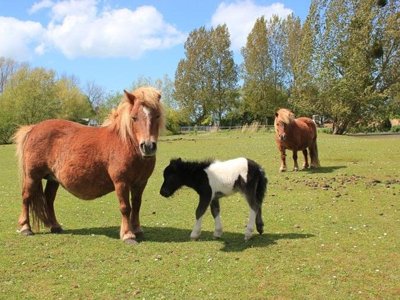 camping Le Marqueval photo 9