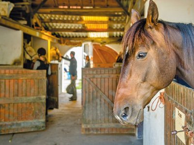Cliquez pour découvrir toutes les photos de l'ÉTABLISSEMENT ! établissement Les Embruns D'Oléron photo 17