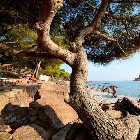 Cliquez pour découvrir toutes les photos de l'ÉTABLISSEMENT ! établissement Yelloh Village La Plage Du Dramont photo 4