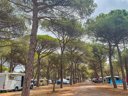 Cliquez pour découvrir toutes les photos de l'ÉTABLISSEMENT ! camping La Tamarissière photo 6