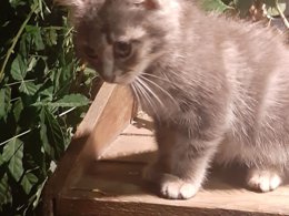 Camping Pas Cher vous présente avec son site Officiel campingpascher.fr, le Camping Ushuaïa Villages Le Viaduc classé 3 étoiles, situé sur la commune de Arlebosc dans le département Ardèche (Rhône Alpes) en France. Le camping Ushuaïa Villages Le Viaduc, vous présente un hébergement de type hébergement insolite de 12 m² pour 2 personnes. Le camping Ushuaïa Villages Le Viaduc vous propose du mercredi 15 avril au mercredi 22 avril 2026 pour 7 nuits à 258€. Cette location propose 145 dates différentes pour réserver votre séjour. Découvrez également les 22 autres gammes d'hébergements du camping. Les Avis clients pour le Camping Ushuaïa Villages Le Viaduc sont excellents avec une note moyenne de 8 sur 10. LacRivière, Piscine couverte, Piscine extérieure, Aire de jeux enfants, Centre équestre, Court de tennis, Cyclisme, Golf, Parcours sportif, Ping-pong, Pétanque, Randonnée, Terrain de badminton, Terrain de volley-ball, Trampoline, Bar, Boulangerie, Bureau de tabac, Restaurant, Station-service, Supermarché, Épicerie,... En savoir plus : cliquez-ICI.