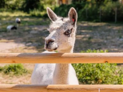 camping Maeva Escapades Le Bois Joli photo 13