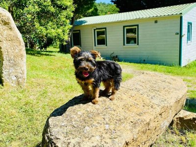 Cliquez pour découvrir toutes les photos de l'ÉTABLISSEMENT ! camping Flower La Pibola photo 6