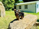 Cliquez pour découvrir toutes les photos de l'ÉTABLISSEMENT ! camping Flower La Pibola photo 6