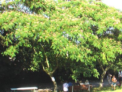 Cliquez pour découvrir toutes les photos de l'ÉTABLISSEMENT ! camping Les Craouès photo 14