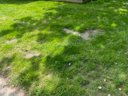 mobil-home - camping De Kerabus photo 3