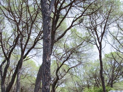 Cliquez pour découvrir toutes les photos de l'ÉTABLISSEMENT ! camping Le Mas De Reilhe photo 10