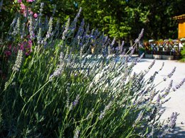 Camping Pas Cher vous présente avec son site Officiel campingpascher.fr, le Camping Le Bois Des Ecureuils classé 2 étoiles, situé sur la commune de Domazan dans le département Gard (Languedoc Roussillon) en France. Le camping Le Bois Des Ecureuils, vous présente un hébergement de type tente en toile et bois de 18 m². Le camping Le Bois Des Ecureuils vous propose du jeudi 30 avril au jeudi 07 mai 2026 pour 7 nuits à 140€. Cette location propose 93 dates différentes pour réserver votre séjour. Découvrez également les 5 autres gammes d'hébergements du camping. Les Avis clients pour le Camping Le Bois Des Ecureuils sont excellents avec une note moyenne de 8 sur 10. Piscine extérieure, Animations familiales, Aire de jeux enfants, Centre équestre, Pétanque, Bar, Dépôt de pain, Supermarché,... En savoir plus : cliquez-ICI.