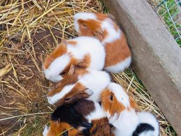 Camping Pas Cher vous présente avec son site Officiel campingpascher.fr, le Camping L'Etang Du Pays Blanc classé 3 étoiles, situé sur la commune de Guerande dans le département Loire-atlantique (Pays De La Loire) en France. Le camping L'Etang Du Pays Blanc, vous présente un hébergement de type mobil-home de 27 m² pour 4 personnes et télévision. Le camping L'Etang Du Pays Blanc vous propose du sam. 27 juin au sam. 04 juillet 2026, en promotion à -15% pour 7 nuits à 225,14 € au lieu de 268,0 € soit une Économie de 42,86 €. Cette location propose 50 dates différentes pour réserver votre séjour. Découvrez également les 40 autres gammes d'hébergements du camping. Les Avis clients pour le Camping L'Etang Du Pays Blanc sont excellents avec une note moyenne de 8 sur 10. Piscine chauffée, Piscine couverte, Animations familiales, Club enfants, Aire de jeux enfants, Aire de jeux intérieure, Canoë-kayak, Centre équestre, Court de tennis, Ping-pong, Pétanque, Salle de fitness, Structure gonflable enfants, Terrain de football, Terrain multisports, Trampoline, Bar, Dépôt de pain, Plats à emporter, Snack/Bar, Supermarché, Épicerie,... En savoir plus : cliquez-ICI.