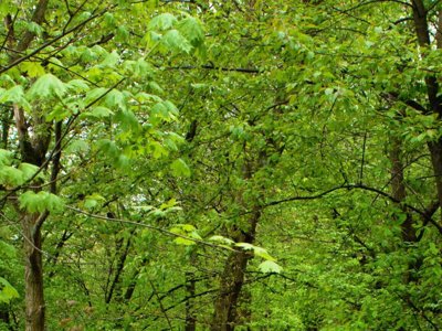 Cliquez pour découvrir toutes les photos de l'ÉTABLISSEMENT ! camping La Roche photo 13