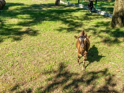 camping Palmyre Loisirs photo 16