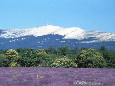 Cliquez pour découvrir toutes les photos de l'ÉTABLISSEMENT ! camping Flower Le Dolium photo 28