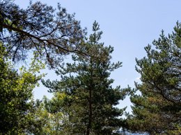 Camping Pas Cher vous présente avec son site Officiel campingpascher.fr, le Camping Le Champ Long classé 3 étoiles, situé sur la commune de La Salle En Beaumont dans le département Isère (Rhône Alpes) en France. Le camping Le Champ Long, vous présente un hébergement de type tente en toile et bois de 29 m² pour 3 personnes. Le camping Le Champ Long vous propose du sam. 04 avril au sam. 11 avril 2026 pour 7 nuits à 220€. Cette location propose 126 dates différentes pour réserver votre séjour. Découvrez également les 10 autres gammes d'hébergements du camping. Les Avis clients pour le Camping Le Champ Long sont excellents avec une note moyenne de 8 sur 10. Piscine chauffée, Piscine extérieure, Animation enfants, Animations familiales, Aire de jeux enfants, Baby-foot, Court de tennis, Golf, Ping-pong, Pétanque, Terrain multisports, Bar, Dépôt de pain, Restaurant, Snack/Bar, Supermarché, Épicerie,... En savoir plus : cliquez-ICI.