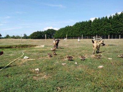 camping Les Brillas photo 21