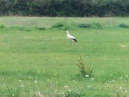 Camping Pas Cher vous présente avec son site Officiel campingpascher.fr, le Camping Au Vent Des Marais classé 2 étoiles, situé sur la commune de Longeville Sur Mer dans le département Vendée (Pays De La Loire) en France. Le camping Au Vent Des Marais vous propose un hébergement de type mobil-home de 34 m² pour 4 personnes. L'établissement vous propose 4 autres types d'hébergements. Découvrez tous nos séjours à petits prix dans la commune et aux alentours de Longeville Sur Mer du département : Vendée (Pays De La Loire). Les Avis clients pour le Camping Au Vent Des Marais sont excellents avec une note moyenne de 8 sur 10. Piscine extérieure, Aire de jeux enfants, Baby-foot, Cyclisme, Ping-pong, Pétanque, Randonnée, Snack/Bar,... En savoir plus : cliquez-ICI.