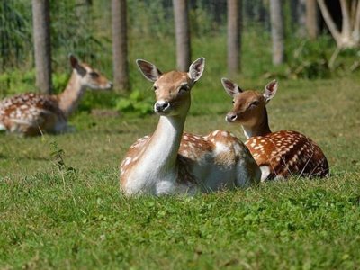 camping Paradis - Les Nobis D'Anjou photo 30