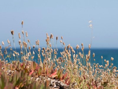 Cliquez pour découvrir toutes les photos de l'ÉTABLISSEMENT ! camping Miramar photo 8