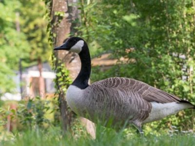 Cliquez pour découvrir toutes les photos de l'ÉTABLISSEMENT ! camping - Le Grand Paris photo 21
