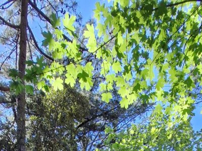 Cliquez pour découvrir toutes les photos de l'HÉBERGEMENT ! hébergement insolite - Le Bois De La Gachère photo 4