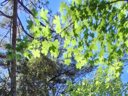 Cliquez pour découvrir toutes les photos de l'HÉBERGEMENT ! hébergement insolite - camping Le Bois De La Gachère photo 4
