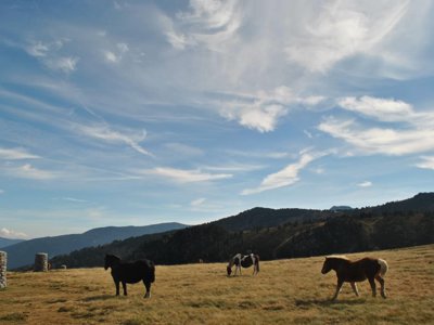 Cliquez pour découvrir toutes les photos de l'ÉTABLISSEMENT ! camping Portes D'Ariège photo 20