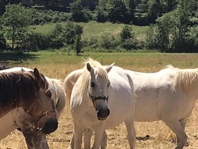 Cliquez pour découvrir toutes les photos de l'ÉTABLISSEMENT ! camping La Bernede photo 8