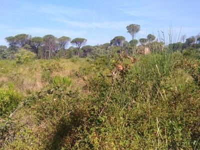 Cliquez pour découvrir toutes les photos de l'ÉTABLISSEMENT ! camping Principina photo 23
