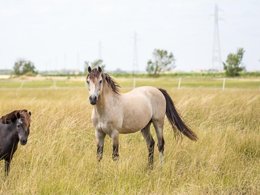 Camping Pas Cher vous présente avec son site Officiel campingpascher.fr, le Camping Le Merval classé 3 étoiles, situé sur la commune de Puyravault dans le département Vendée (Pays De La Loire) en France. Le camping Le Merval, vous présente un hébergement de type mobil-home de 35 m² pour 8 personnes et télévision. Le camping Le Merval vous propose du sam. 29 août au sam. 05 septembre 2026 pour 7 nuits à 220€. Cette location propose 132 dates différentes pour réserver votre séjour. Découvrez également les 7 autres gammes d'hébergements du camping. Les Avis clients pour le Camping Le Merval sont excellents avec une note moyenne de 8 sur 10. Piscine chauffée, Piscine extérieure, Animations familiales, Aire de jeux enfants, Baby-foot, Cyclisme, Piscine, Pétanque, Randonnée, Bar, Snack/Bar, Épicerie,... En savoir plus : cliquez-ICI.