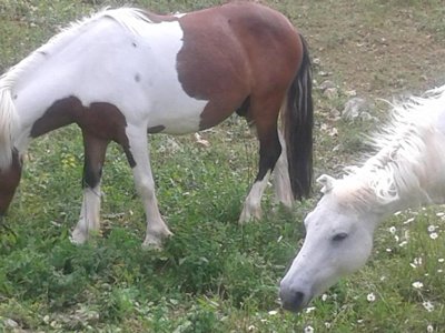 camping Bellevue photo 10