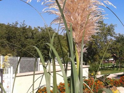 camping Bellevue photo 30